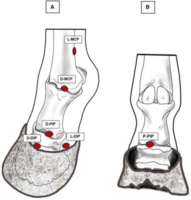 Pressure pain mapping of equine distal joints: feasibility and reliability